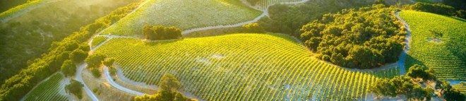 peter graham wines news-banner